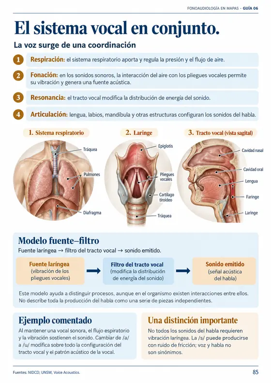 Página de muestra: Cómo se produce la voz